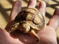 auかすみﾁｬﾝ20201105