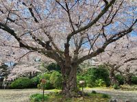 熊野神社20210331