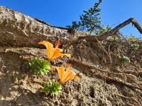 スカシユリ20210728