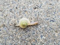 カタツムリの赤ちゃん20220621