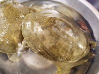 すっぽん20220201