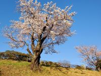 開花標準木20220408