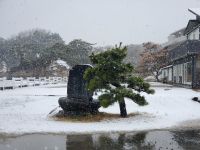 なごり雪20220322