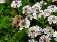 ミツバチ20220624