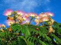 ねむの木20220720