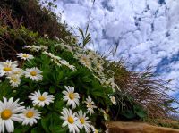 ハマギク20211127