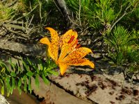 スカシユリ20220724