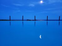 水面の月鳥20210819