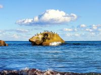 海鵜がいっぱい20221208