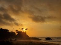 金色の朝20230812