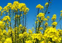 菜の花蜜蜂20230322